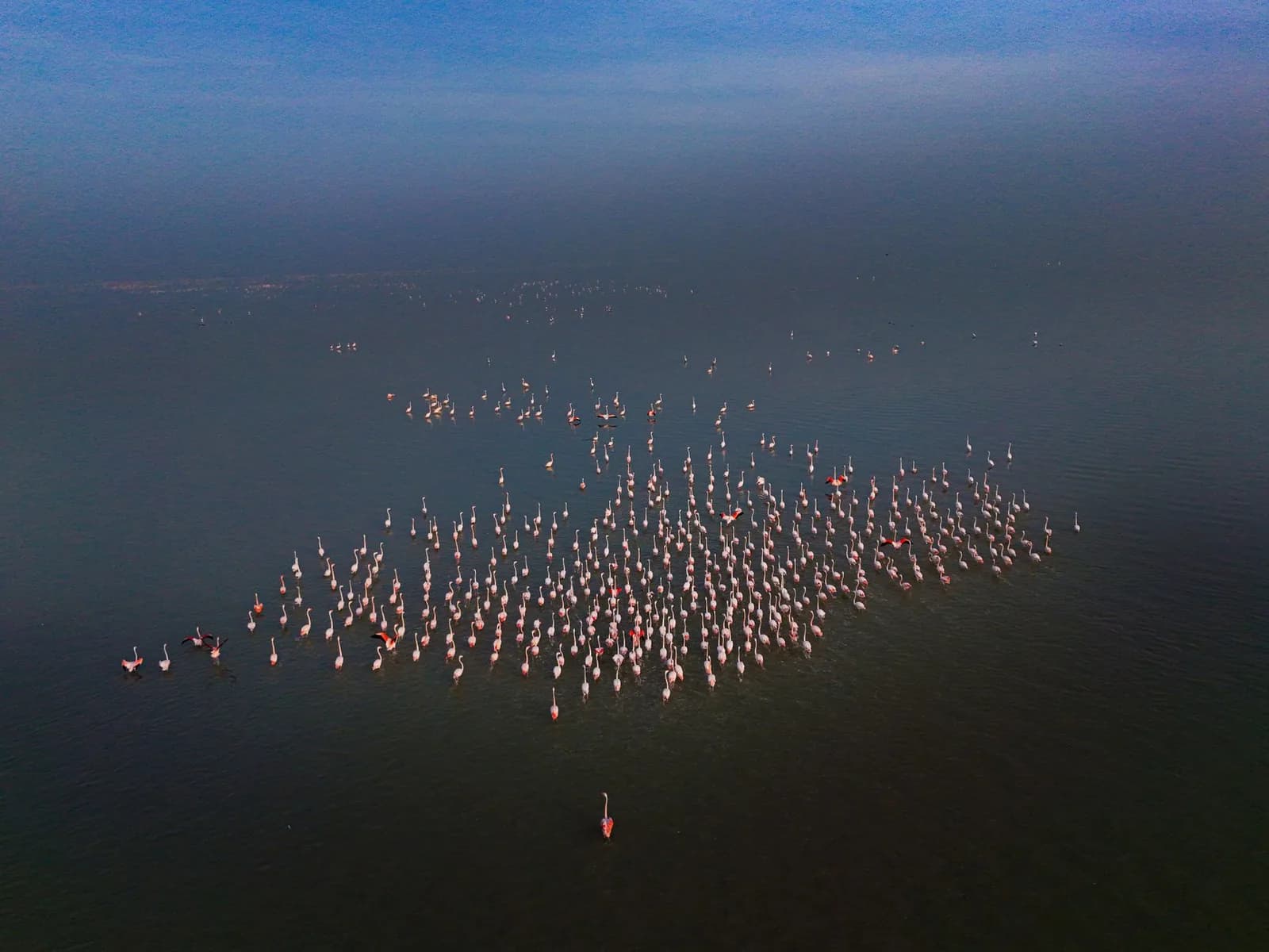 Groupe de flamants roses sur une eau calme, vue aérienne au crépuscule