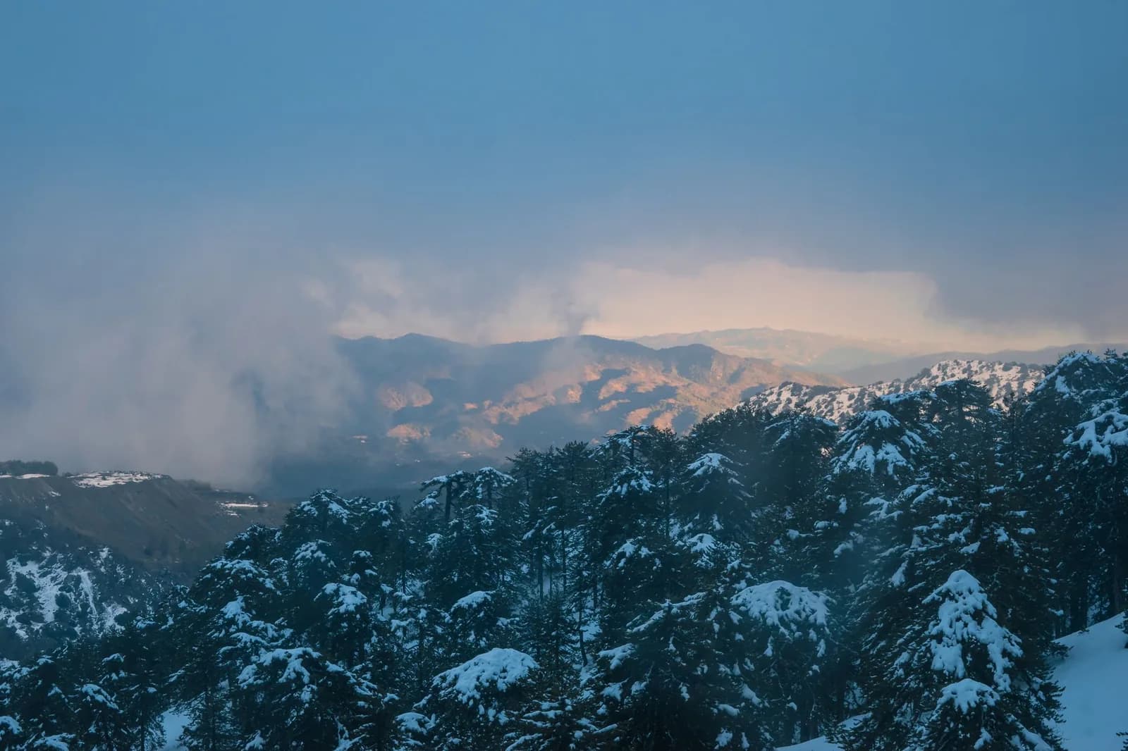 Pins enneigés et brume sur les montagnes du Troodos, à Chypre, au lever du jour