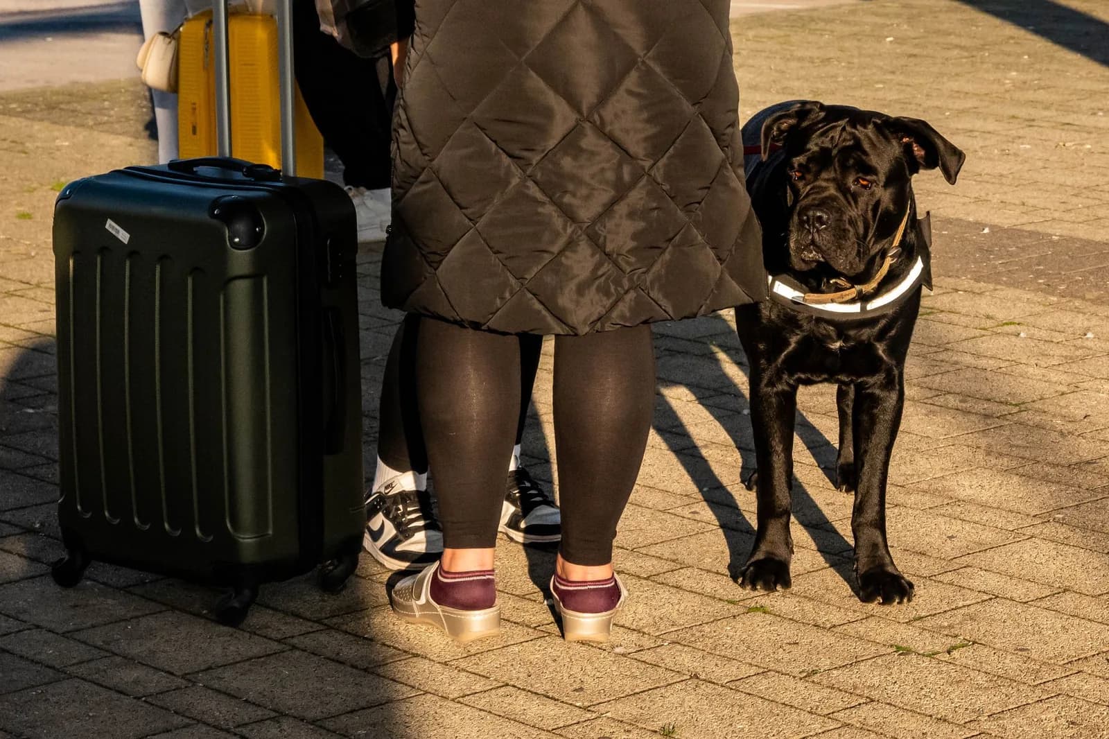 Chien noir debout près d'une valise rigide verte et de son maître, en plein soleil