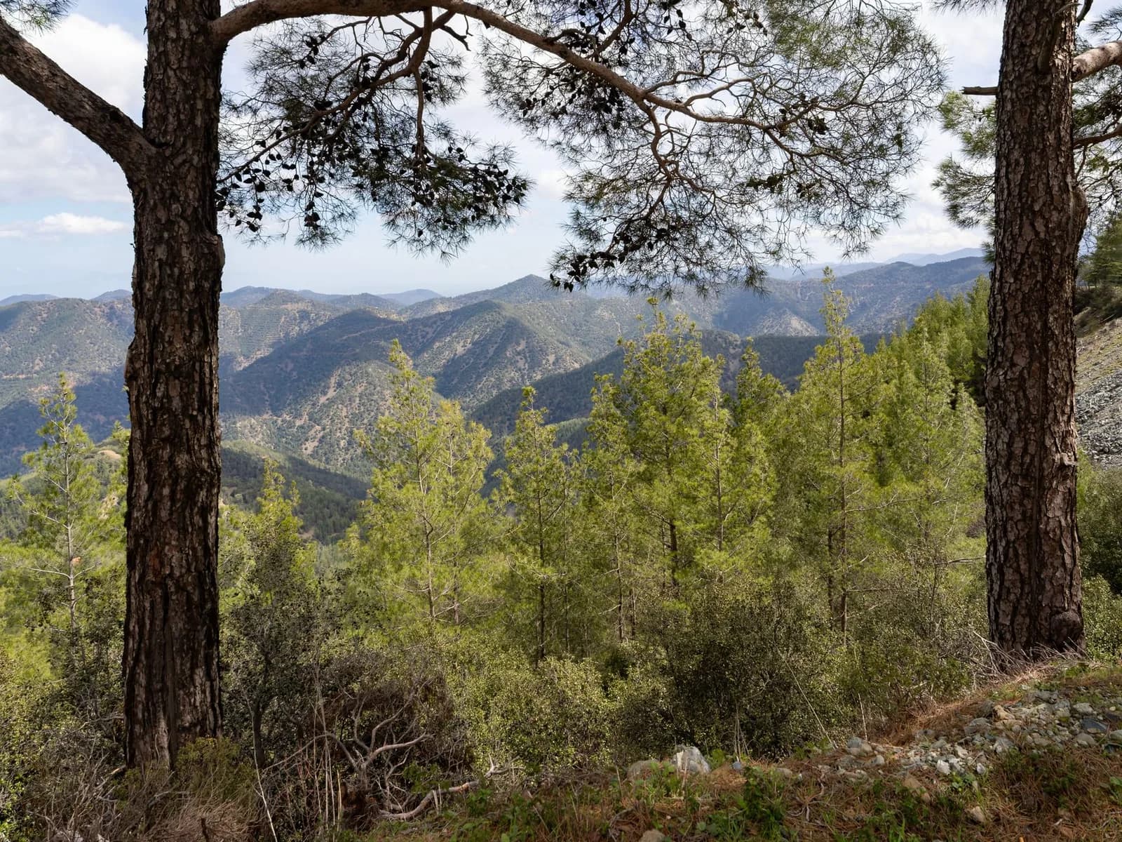 Pins et collines boisées du massif du Troodos à Chypre, sous un ciel dégagé