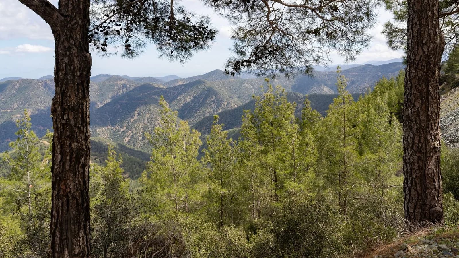 Forêt de pins et crêtes du massif du Troodos, à Chypre